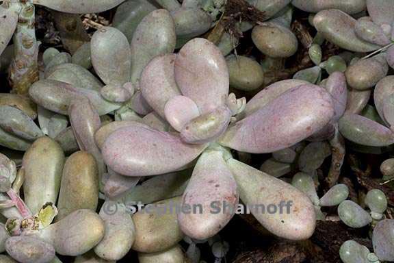 graptopetalum 2 graphic